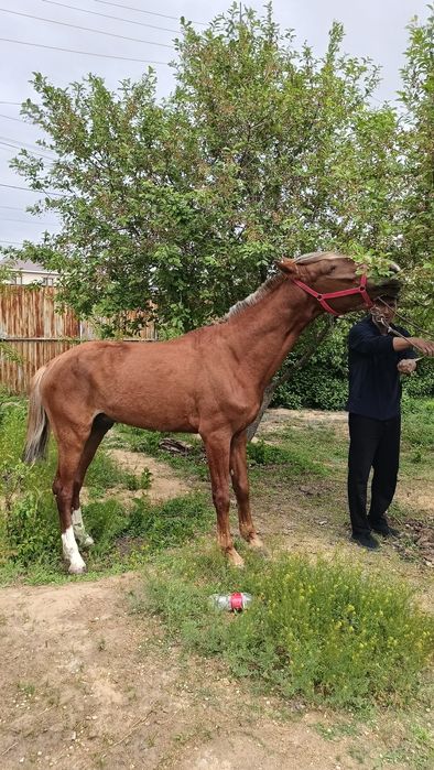 Асыл тұқымды жылқы сатылады.