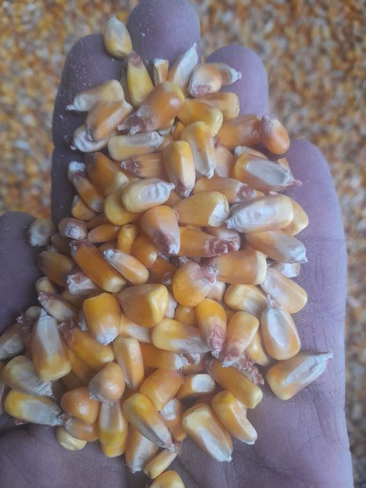 Продам кукуруза зерно..