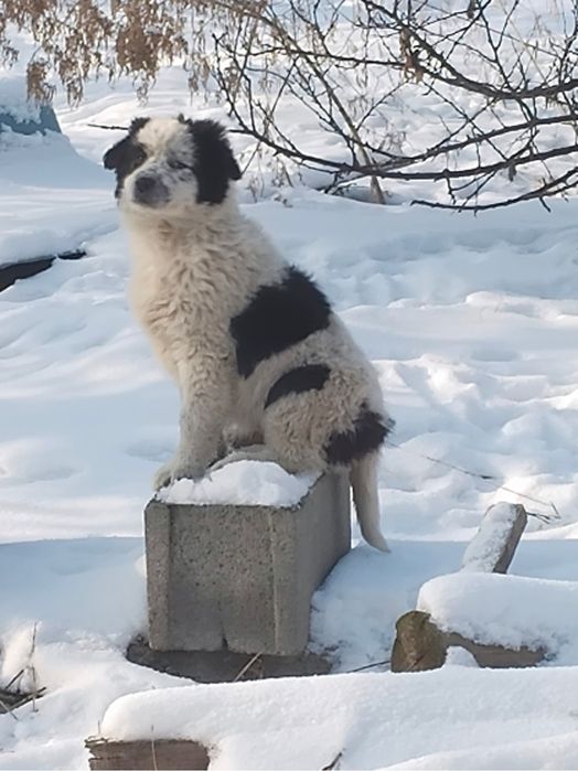 Щенки 3 месяца, 2 девочки