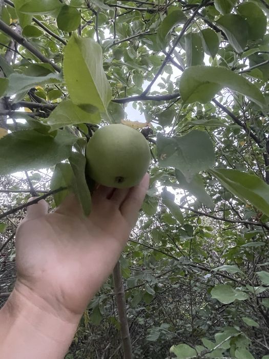 Продам дачи на Солнечной долине