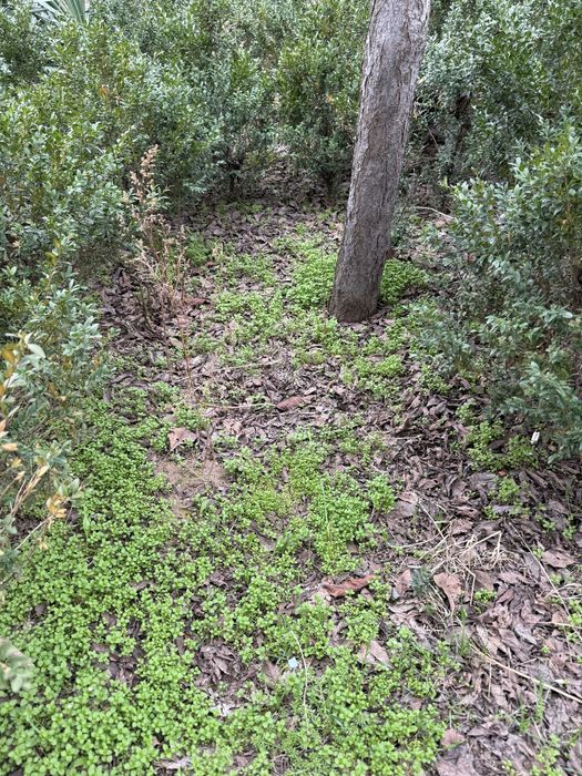 Куп йили шамшод кучатлари сотилади