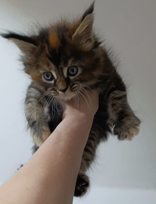 Продам котят мейнкунов