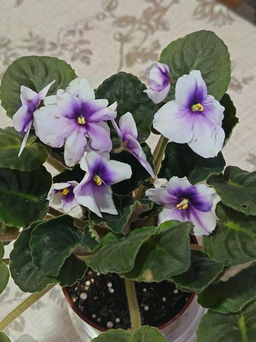 Фиалка комнатная Humako Purple Cloud