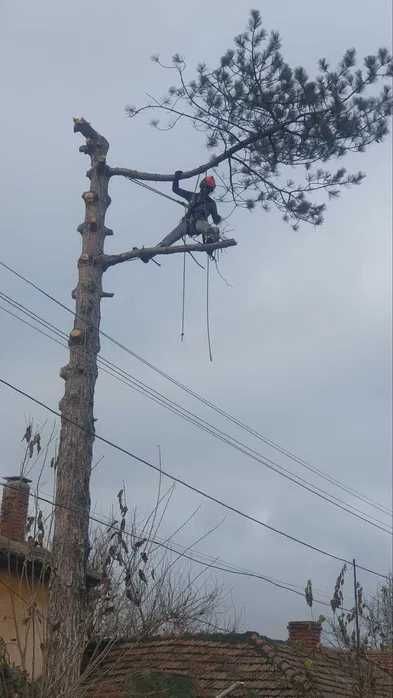 Сечене рязане оформяне на опасни дървета Арборист Вишка Кран - Договор
