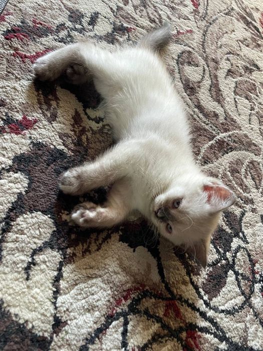 British  shorthair