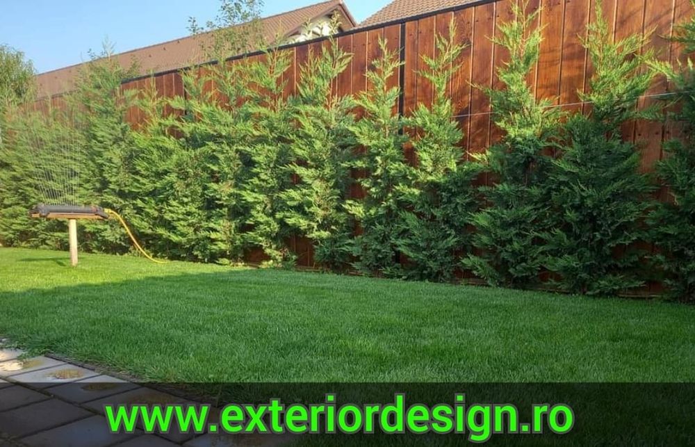 Tuia smaragd, Cireș japonez, brazi argintii, Leylandii gard, Mesteacăn