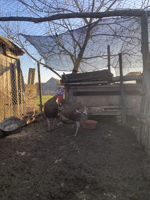 vand curcani frumosi si mari