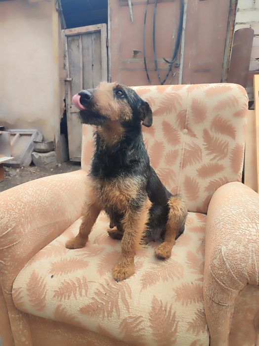 Продам суку ягдтерьера