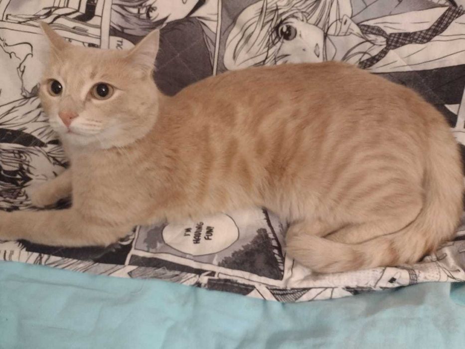 Отдам кота в добрые руки