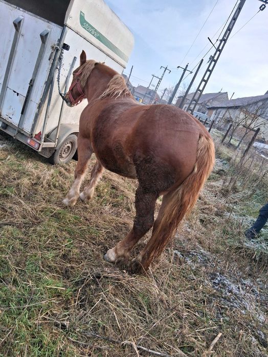 De vanzare iapa de 4 ani gestantă !