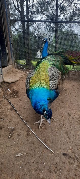 Pauni standard 2 ani de zile