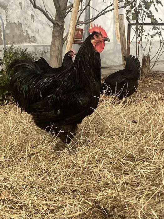 qora shaxzoda sotiladi