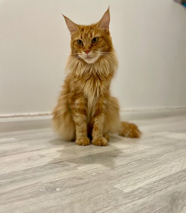 Pisica Maine Coon Red