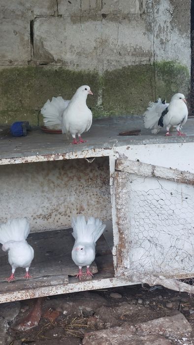4 porumbei de ornament albi