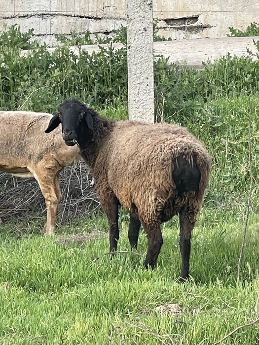 Soglom ona qoylar sotiladi