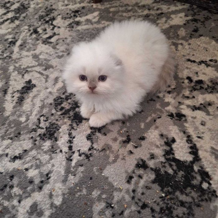 Продаются котята