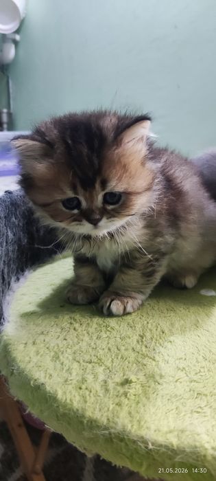 Котята скотиш страйт