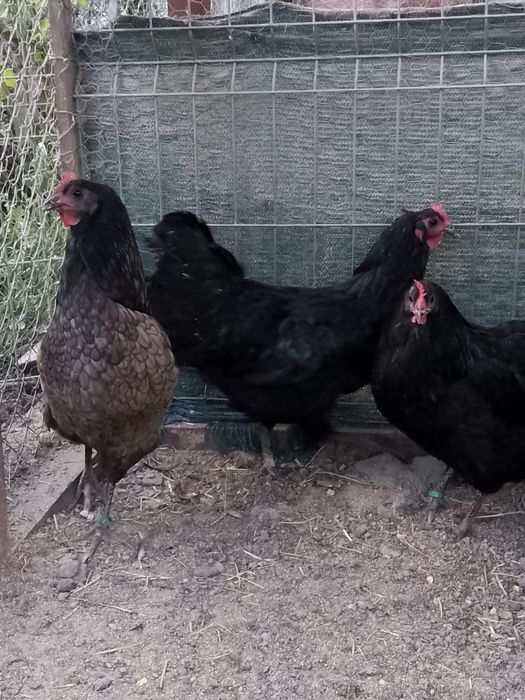 Familie australorp!!! Oferta!