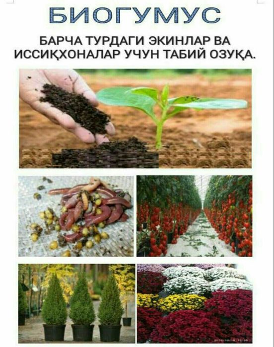 Калифорния кизил ёмгир чувалчанглари