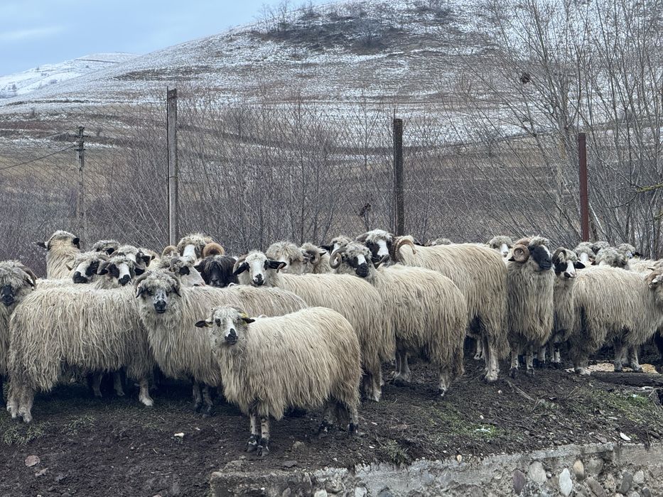 Vand 50 de oi cu miei