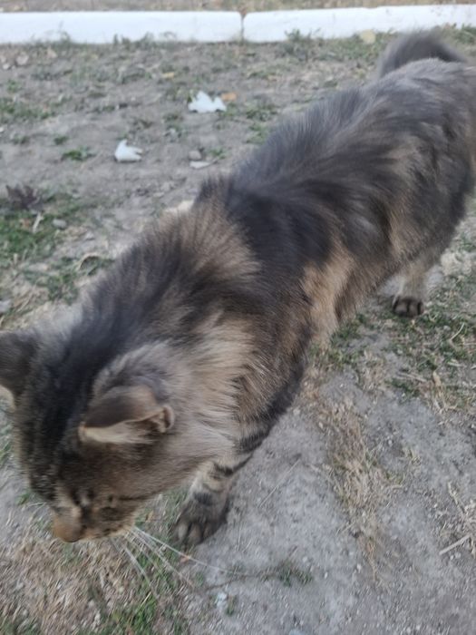 Майнкум  Американский