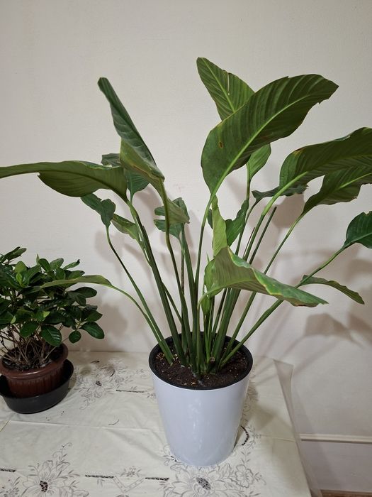 Продаётся цветок Спатифиллум
