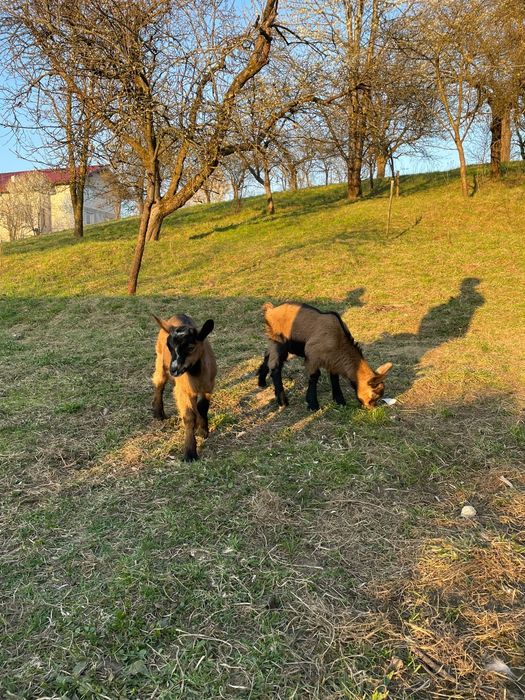 Iedute alpine franceze