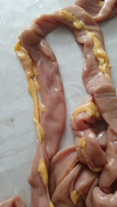 Жылқының ішегі шұжыққа