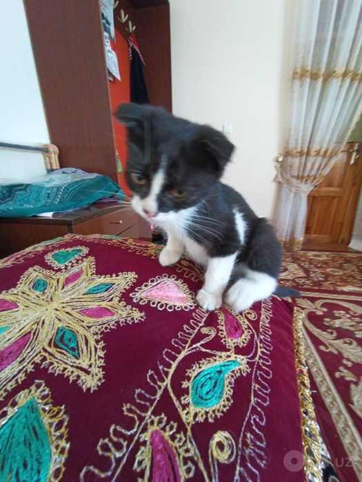 Котенок в добрые руки