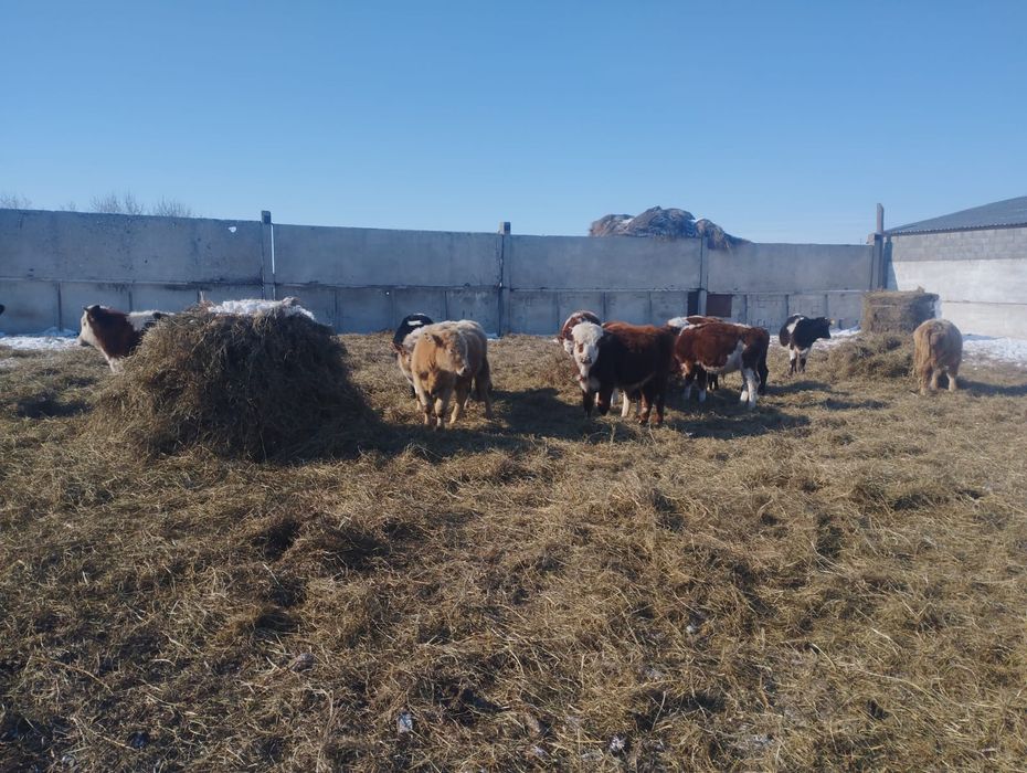 Продам бычков годовалых