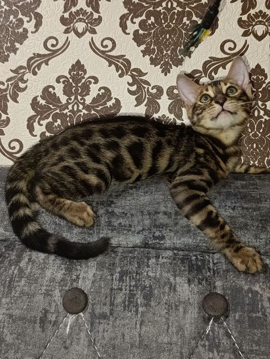 Продаются Бенгальские котята
