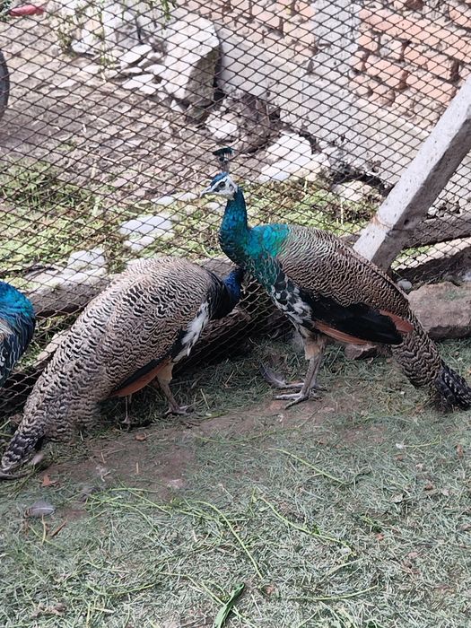 Продавам 2 мъжки пауни