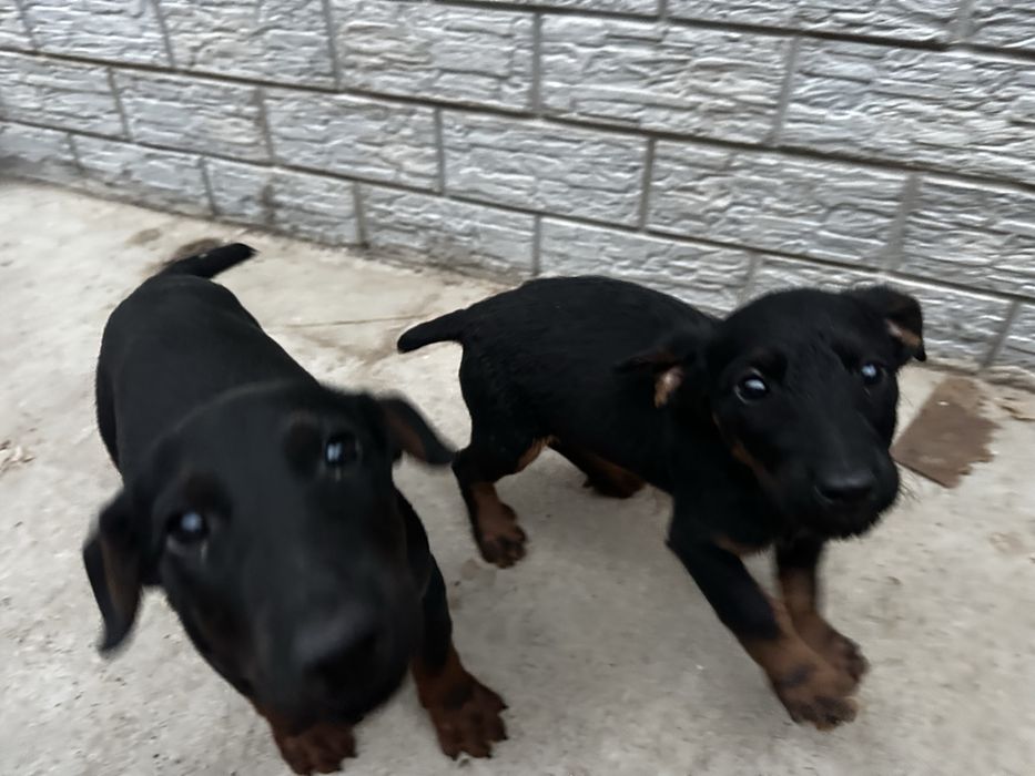 щенки ягдтеррьер