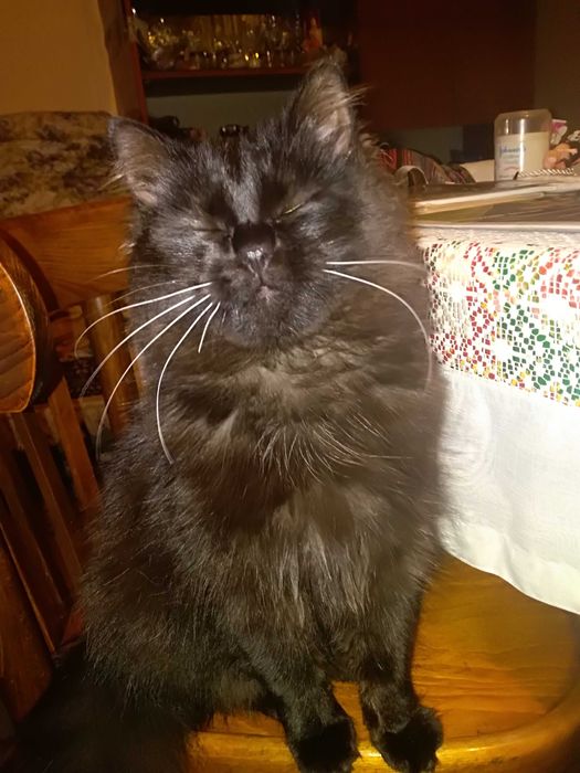 Красивая, молодая кошечка ищет новый дом.