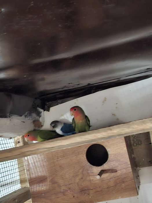 Pagalii mai multe specii