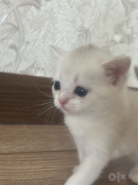 Продается Серебристая шиншила