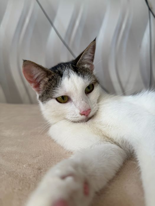 Котенок  ЛАЙМА ищет семью. 8 месяцев.
