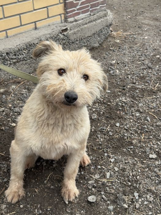 Собака в добрые руки