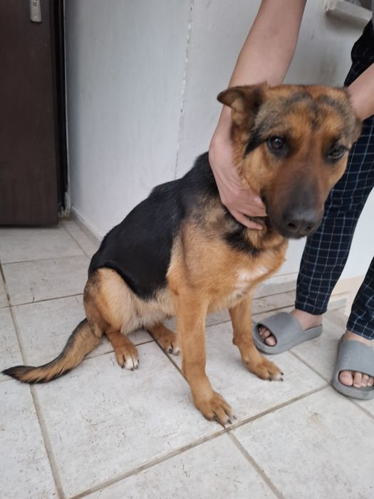 Собака в добрые руки