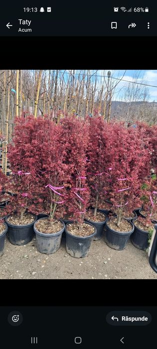 Magnolia  Plante ornamentale  Copaci Mesteacăn