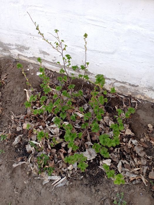 Саженец чёрной смородины, трехлетка.