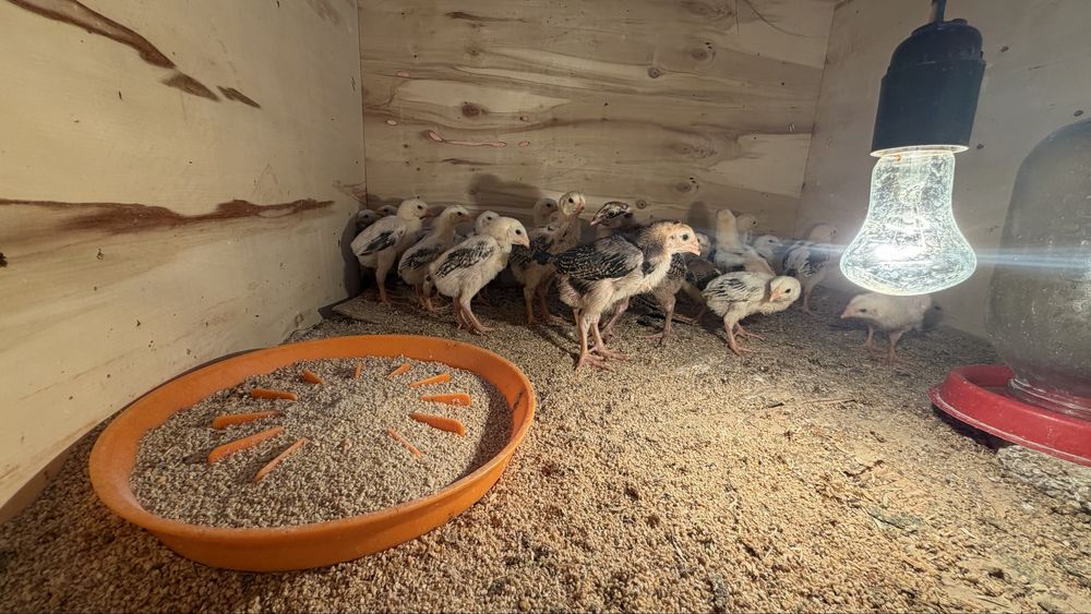 Шамо+Корея жужалари Сотилади 1 ойлик