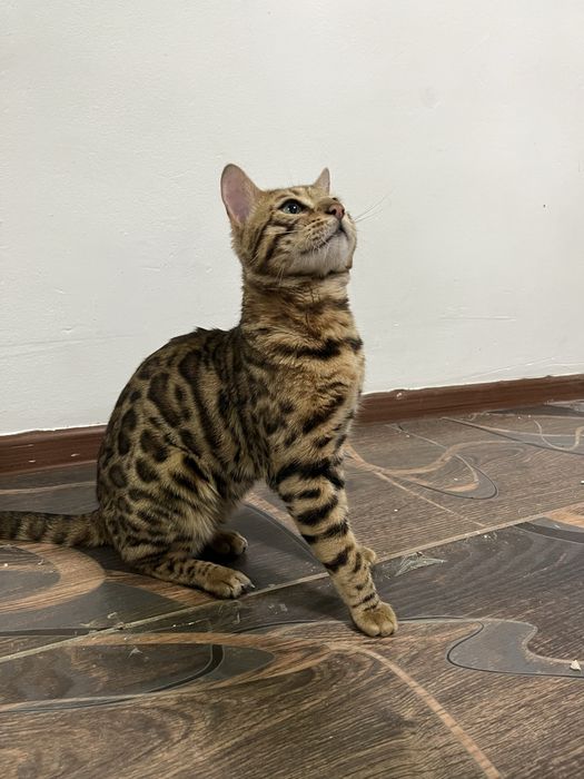Бенгалский кот,торг есть