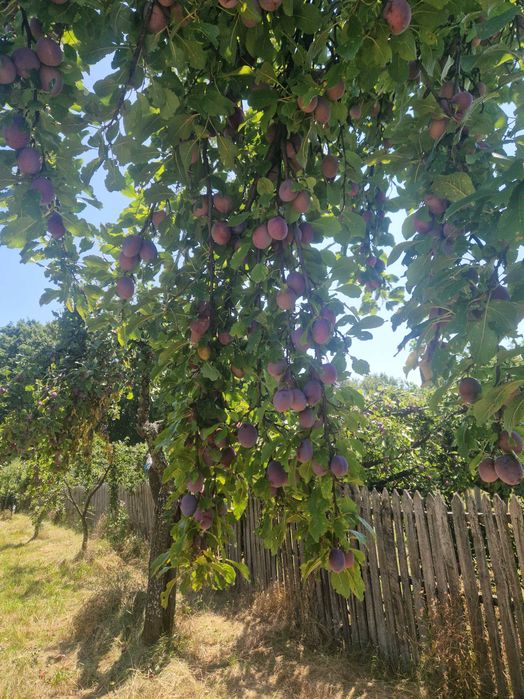 Prune pentru piața