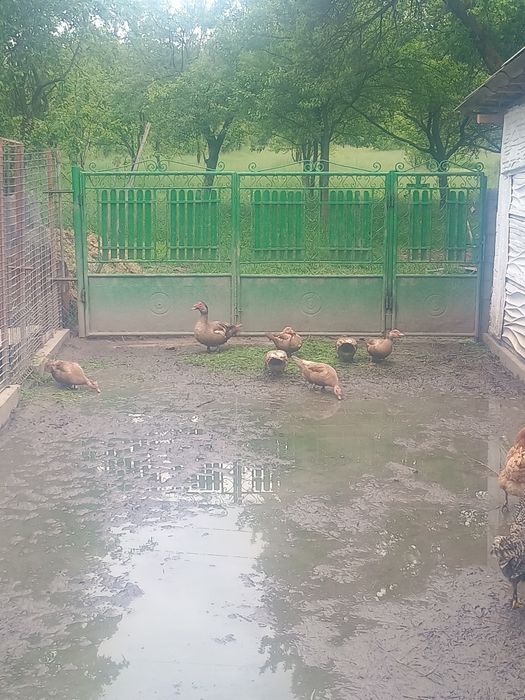 Rate leșești ciocolatii