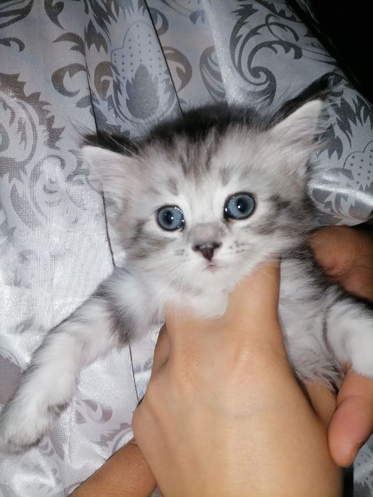 Шиншилла 1 ярим ойлик мушукчалар. Аклли. Смес ичадилар. Лотокка чикади