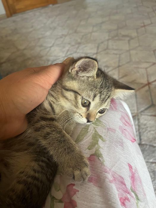 Скотиш фолд котенок
