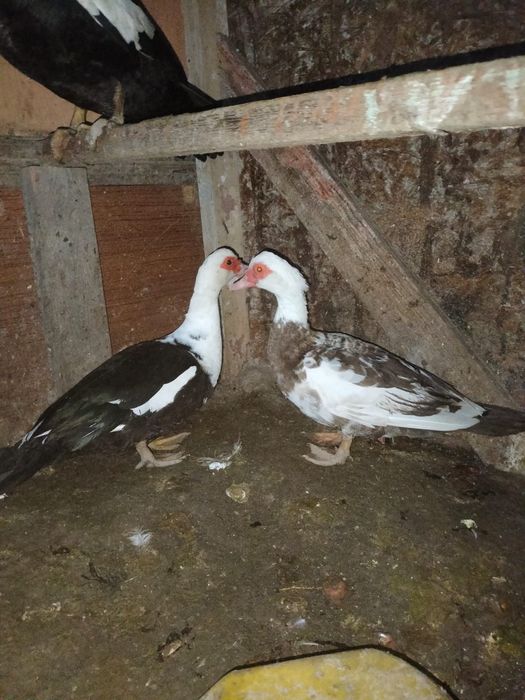 Продается индоутки