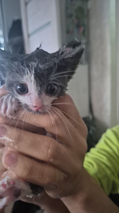 Раздаём двух котят безплатно