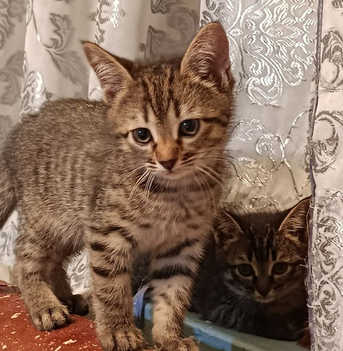 Отдам в добрые руки